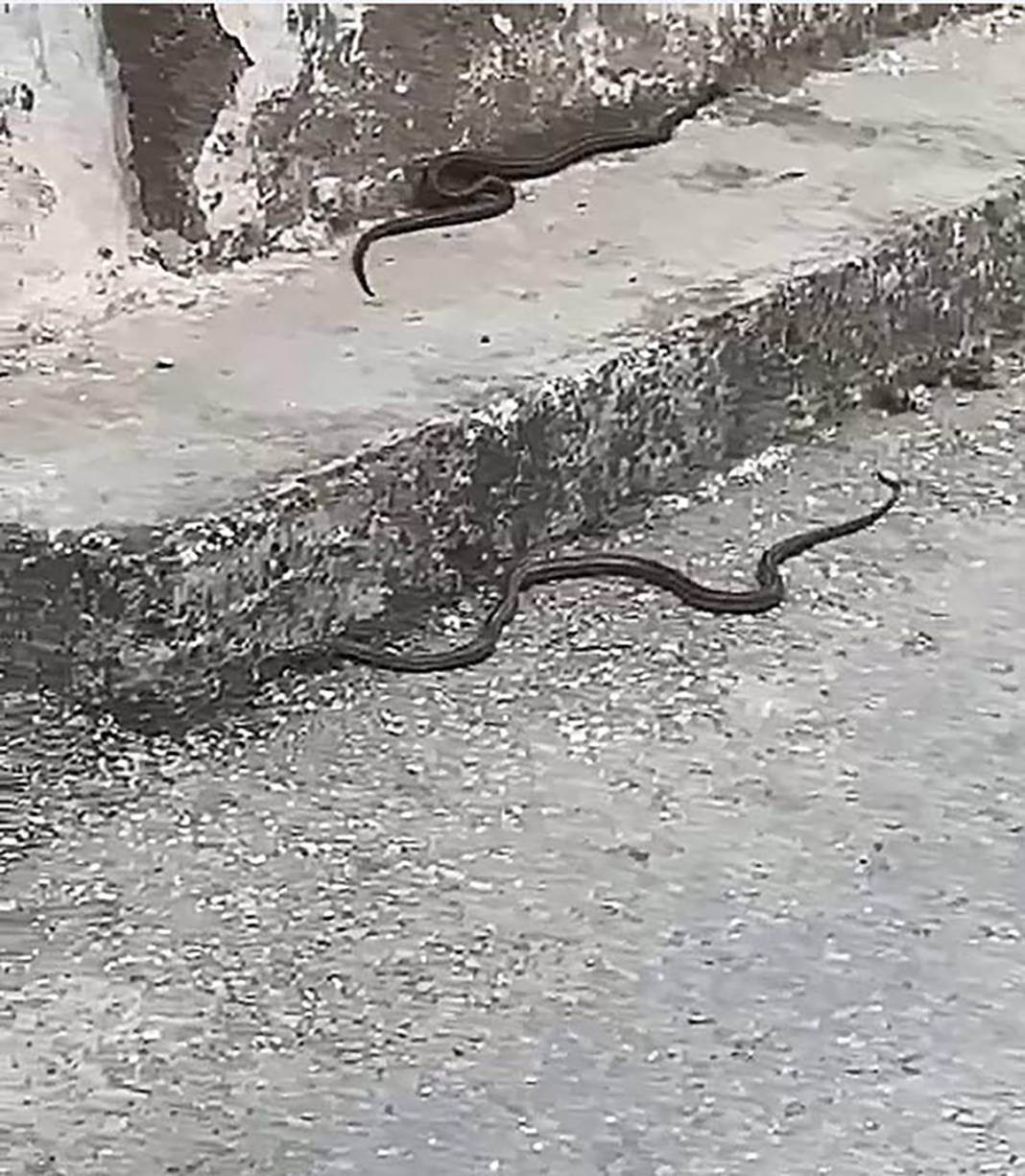 Kapanma ile ortaya çıktılar! Kuşadası'nda siyah yılan paniği 5